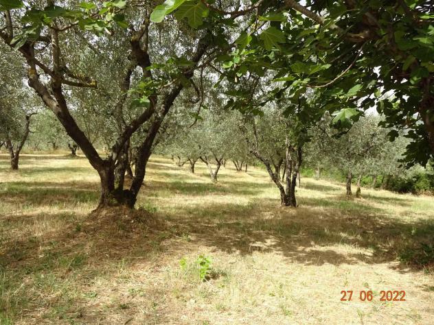 Terreno agricolo in Vendita in zona LECCIO con giardino - Foto 4