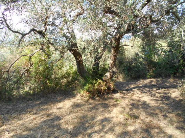 Perdifumo, Terreno Di 18.000 Mq Vista Mare Con Un Rudere - Foto 9