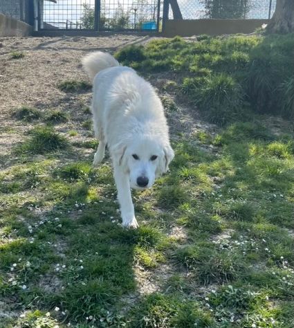 JERRY 2anni splendido maremmano - simpatico! - Foto 2