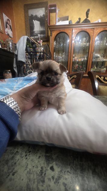 Chihuahua - Foto 3