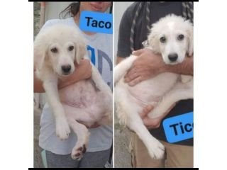 TICO E TACO MERAVIGLIE DI CUCCIOLI IN ADOZIONE