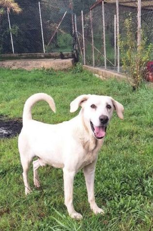 THOR DOLCISSIMO CANE IN ADOZIONE TG MEDIA - Foto 3