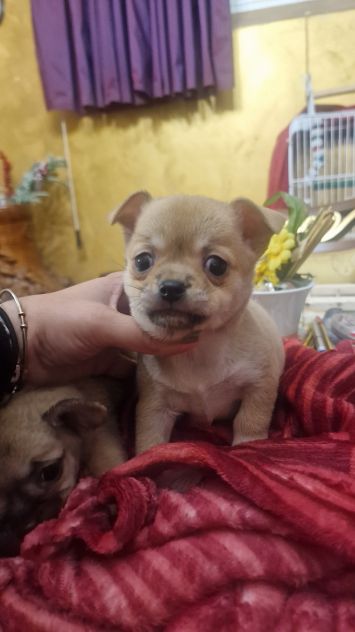 cuccioli di chihuahua pelo corto toy - Foto 3