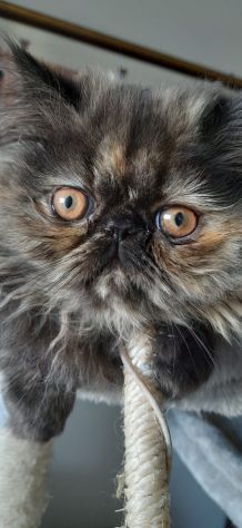 Gattina Persiana Femminuccia