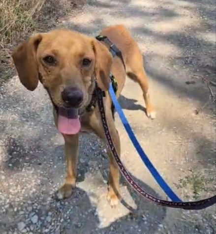Flocky: 2 anni, taglia contenuta, socievole - Foto 4