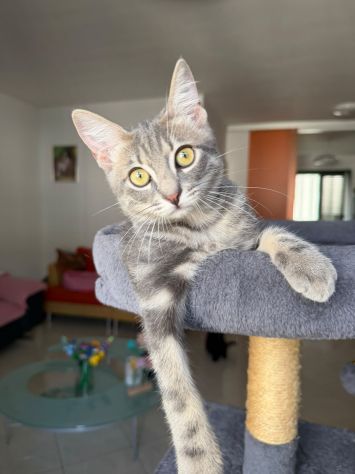 PRINCIPE - gattino di 3 mesi - Foto 2
