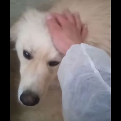 DEA GIOVANE E BELLISSIMA CAGNOLINA IN ADOZIONE - Foto 5