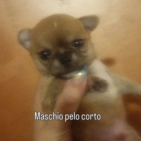 Cuccioli di chihuahua toy