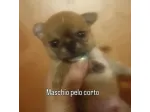 Cuccioli di chihuahua toy