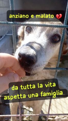 NONNO BRUNO MALATO E ANZIANO taglia media IN CANILE DA TUTTA LA VITA