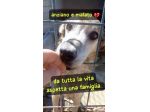 NONNO BRUNO MALATO E ANZIANO taglia media IN CANILE DA TUTTA LA VITA