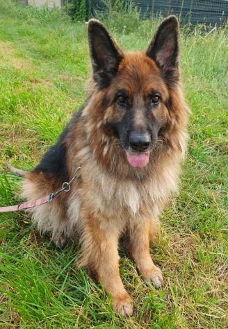 Maxx, bellissimo Pastore Tedesco adulto (a Milano) - Foto 8