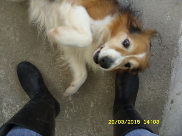 TOMMY, adozione del cuore - Foto 2
