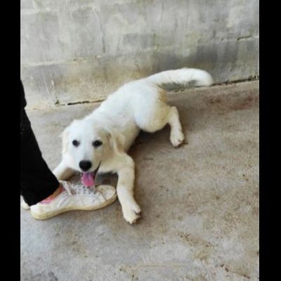 SMILLA GIOVANE CAGNOLINA IN ADOZIONE - Foto 4
