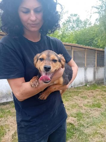 Kora cucciola