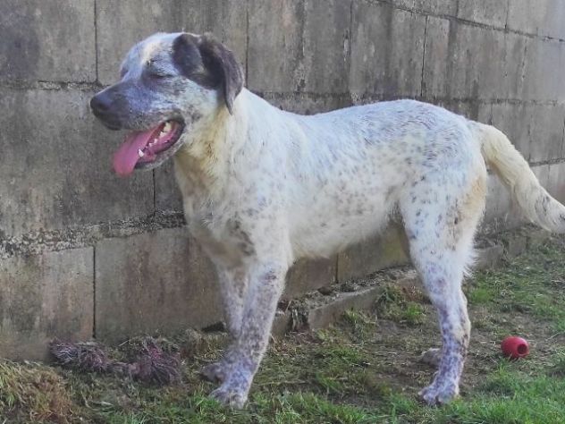JAGO ADORABILE TENERONE: CANE IN ADOZIONE - Foto 6