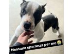 Xiro dimenticato dal mondo intero cane in adozione