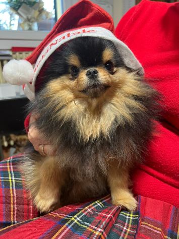 Cuccioli volpino pomerania toy - Foto 8