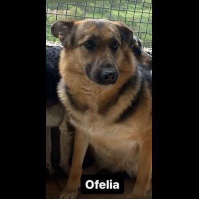 OFELIA, la speranza di essere salvata dal canile eterno, cagnolina in adozione - Foto 3
