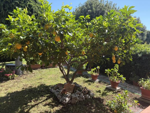 Villetta quadrifamiliare - Cerveteri . Rif.: Cod. rif 3324598VRG - Foto 6