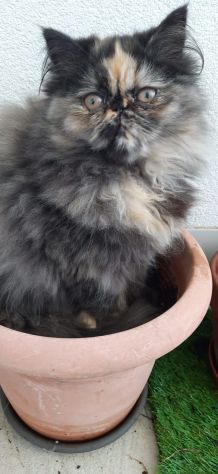 Gattina Persiana Femminuccia - Foto 2