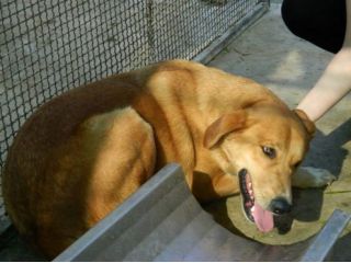 GAMP, strepitoso mix golden