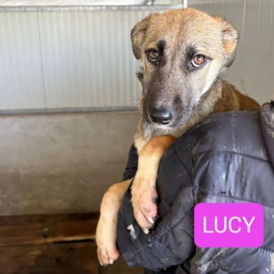 CUCCIOLI IN ADOZIONE - Foto 4