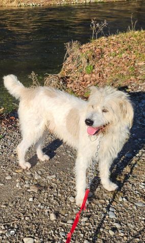 Otto Spinone splendido 5anni tolto dal suo aguzzino!NOVARA