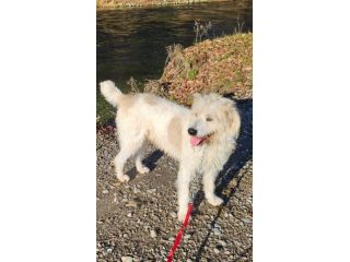 Otto Spinone splendido 5anni tolto dal suo aguzzino!NOVARA