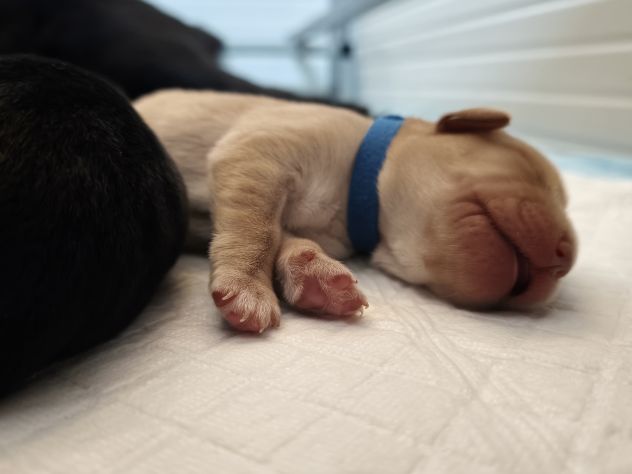 Cuccioli di Labrador retriever neri e gialli - Foto 3