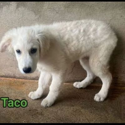 TICO E TACO MERAVIGLIE DI CUCCIOLI IN ADOZIONE - Foto 6
