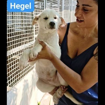Marx , Freud, Hegel, Renée, cuccioli in adozione - Foto 4