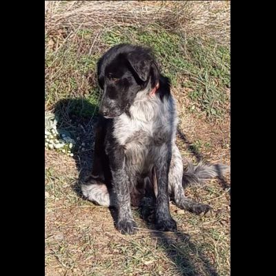 GIULIA e ODETTE una teglia per due CAGNOLINE IN ADOZIONE - Foto 6