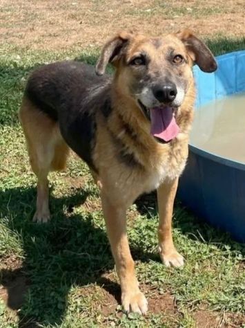 BEA E WHITE vite buttate, cani in adozione - Foto 4