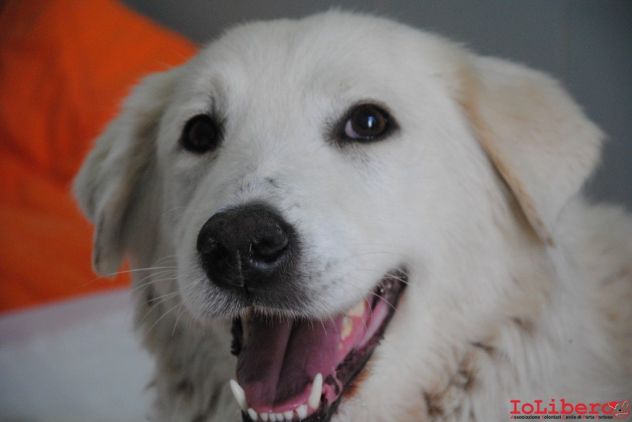 BIANCA, adozione del cuore - Foto 2