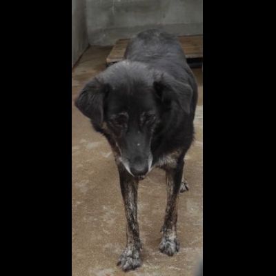 ALMA MATERNA ED AMOREVOLE CAGNOLONA IN ADOZIONE - Foto 2
