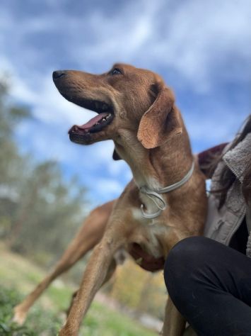 DIAMANTE SOCIEVOLE DELICATO CANE IN ADOZIONE  TG CONTENUTA - Foto 8