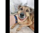 UN'OPPORTUNITA' PER QUESTE ANIME LOKY,  DUCA, NELLO CANI IN ADOZIONE