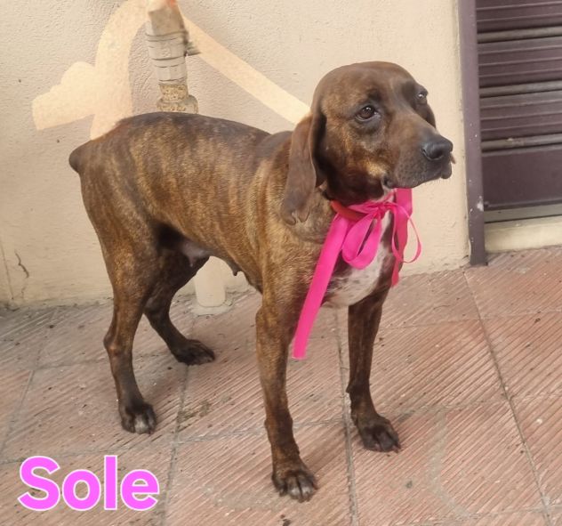 SOLE - Foto 5