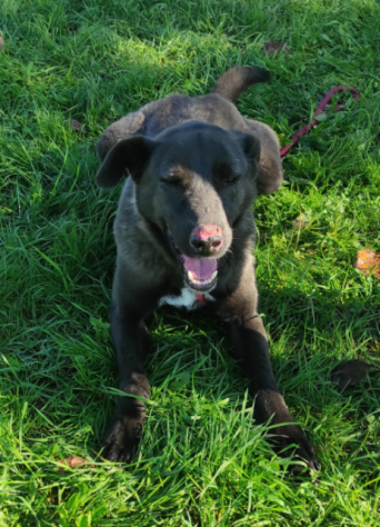 LEO, simil labrador, CANE IN ADOZIONE - Foto 9
