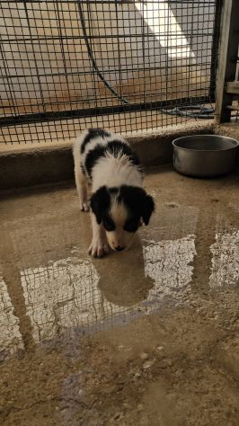 Rino: 2 mesi taglia contenuta - Foto 8