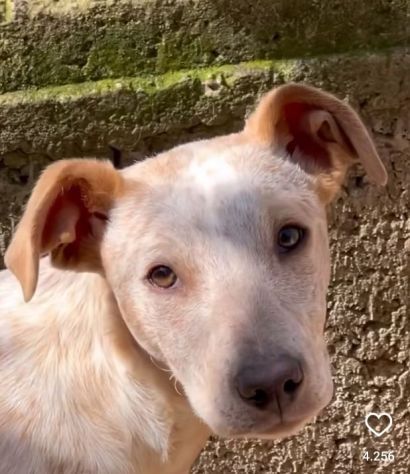 MAMMA MEDEA E CUCCIOLI BIAGIO ED ARIANNA: in adozione. - Foto 4