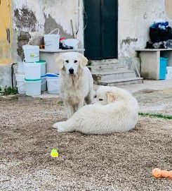 Fratello e sorella 3/4anni mix Labrador aspettano casa da cuccioli..NAPOLI - Foto 3