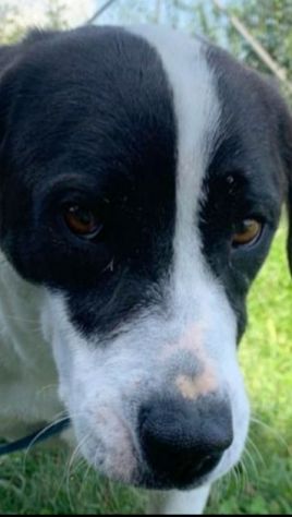 CANE IN ADOZIONE: MARILU', taglia media - Foto 7