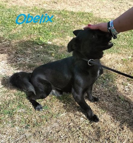 OBELIX 3anni cagnolino affettuoso ed allegro!tg piccola - Foto 2