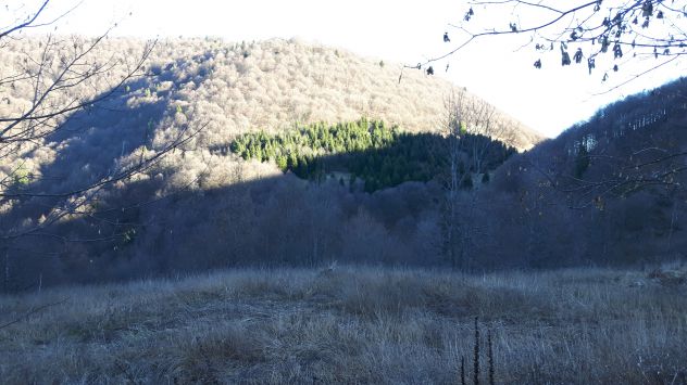 100 ettari bosco Ex malga - Foto 3