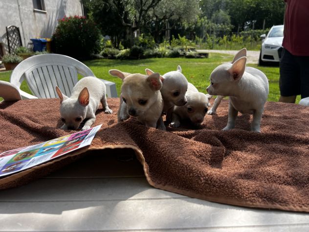 Cuccioli di Chihuahua Toy - Foto 6