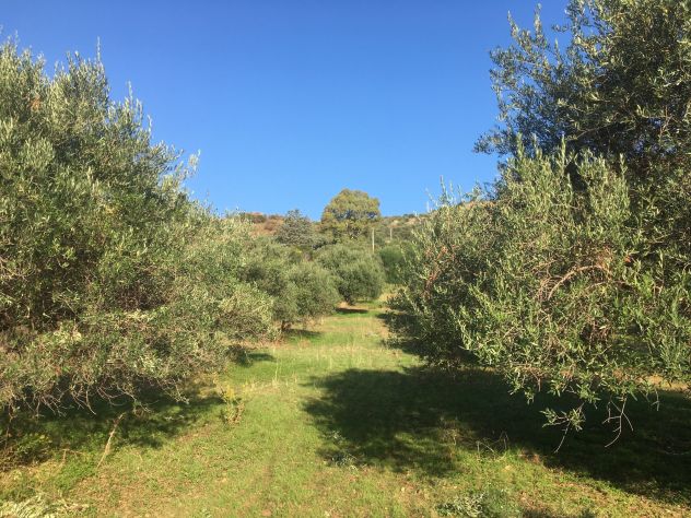 Casteldaccia - CA101 - Terreno in Verde Agricolo - Foto 5
