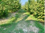 Agricolo in vendita a Roddino