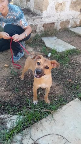 GIGIA E BEAU, 3 MESI (01/07/26), TAGLIA MEDIA, TROVATI IN CAMPAGNA, CERCANO CASA - Foto 8